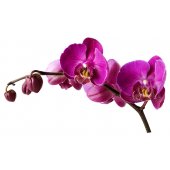 Orchid Wall Stickers