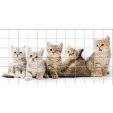 Cat - Tiles Wall Stickers