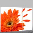 Flower - Triptych Forex Print