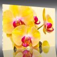 Orchid - Acrylic Prints