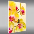 Orchid - Forex Print