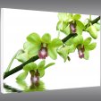 Orchid - Forex Print