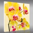 Orchid - Forex Print