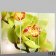 Orchid - Triptych Forex Print