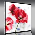 Poppy - Acrylic Prints