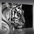 Tiger - Acrylic Prints