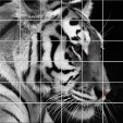 Tiger - Tiles Wall Stickers