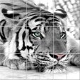 Tiger - Tiles Wall Stickers