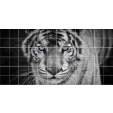 Tiger - Tiles Wall Stickers