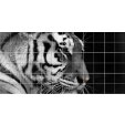 Tiger - Tiles Wall Stickers