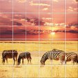 Zebra - Tiles Wall Stickers