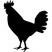 Cock - Chalkboard / Blackboard Wall Stickers