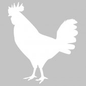 Cock - Whiteboard Wall Stickers