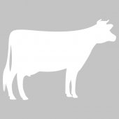 Cow - Whiteboard Wall Stickers