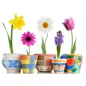 Flower Pots Wall Stickers