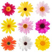 Flowers Set Wall Stickers