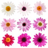 Flowers Set Wall Stickers