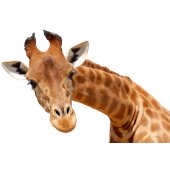 Giraffe Wall Stickers