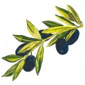 Olive Branch Wall Stickers