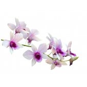 Orchid Wall Stickers