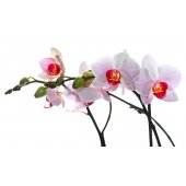 Orchid Wall Stickers