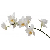 Orchid Wall Stickers