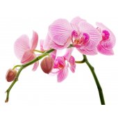 Orchid Wall Stickers