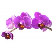 Orchid Wall Stickers