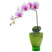 Orchid Wall Stickers