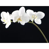 Orchid Wall Stickers