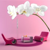 Orchid Wall Stickers