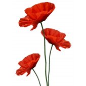 Poppy Wall Stickers