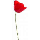 Poppy Wall Stickers