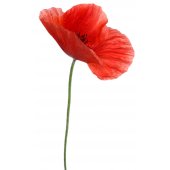 Poppy Wall Stickers