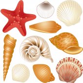 shell Set Wall Stickers