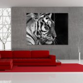 Tiger - Triptych Forex Print