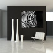 Tiger - Triptych Forex Print