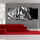 Tiger - Triptych Forex Print