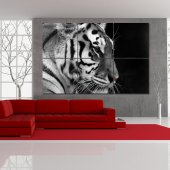 Tiger - Triptych Forex Print