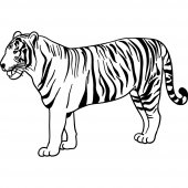 Tiger Wall Stickers